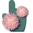 Pink Aster Flowers cursor