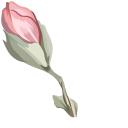 Pink Magnolia pointer