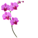 Pink Orchid pointer
