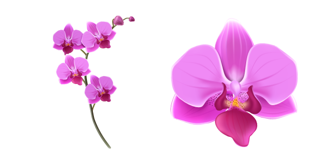 Pink Orchid
