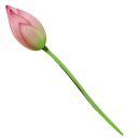 Pink Water Lily pointer