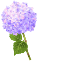 Purple Hydrangea Flower pointer