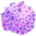 Purple Hydrangea Flower cursor