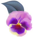 Purple Pansy pointer