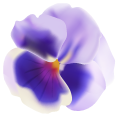 Purple Pansy cursor