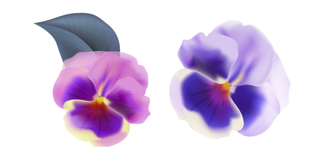 Purple Pansy