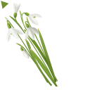 Tender Snowdrops pointer