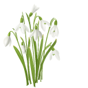 Tender Snowdrops cursor
