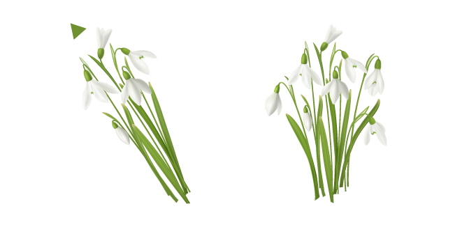 Tender Snowdrops
