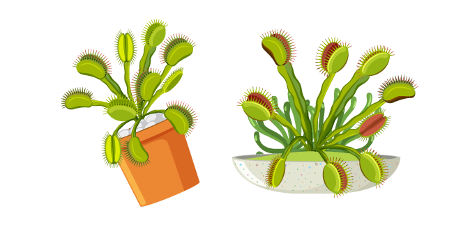 Venus Flytrap