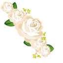 White Roses pointer