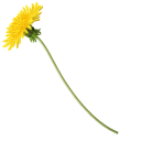 Yellow Dandelion pointer