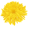 Yellow Dandelion cursor