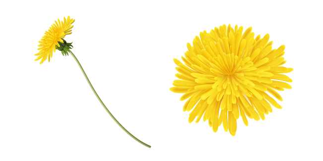 Yellow Dandelion