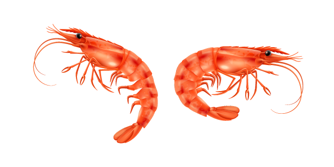 Cooked Shrimp