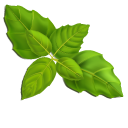 Green and Purple Basil Leaves pointer