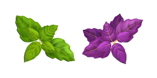 Green and Purple Basil Leaves