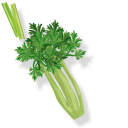 Green Celery pointer
