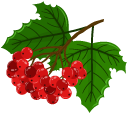 Viburnum cursor