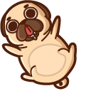 Puglie Pug pointer
