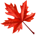 Autumn Red Maple Leaf and Chestnut pointer