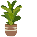 Fiddle Leaf Fig and Aglaonema in Flowerpots cursor
