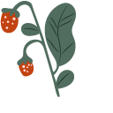 Garden Strawberry pointer