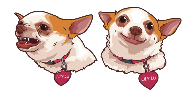 Chihuahua Lily Lu Meme