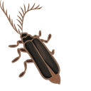 Eyelash Bug Meme pointer