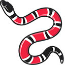Gucci Kingsnake pointer